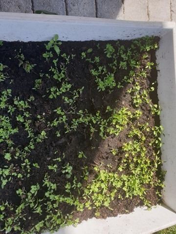 93770206_1468455723334633_5484663573315584000_n